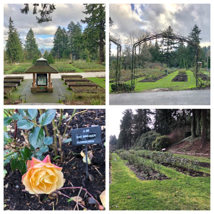 pdx-washington park-Rose Test Garden
